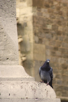 pigeon