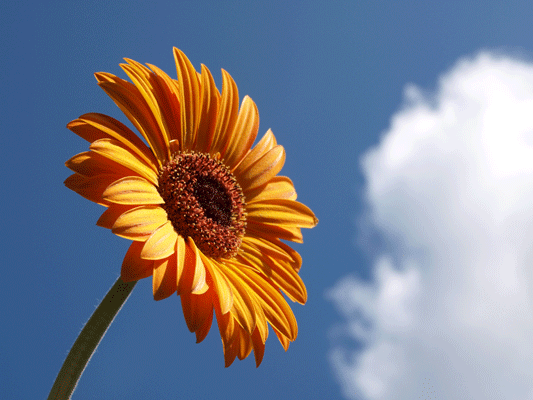 gerbera