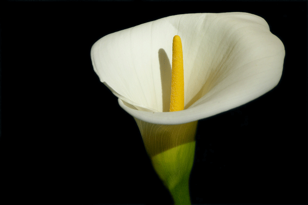 calla